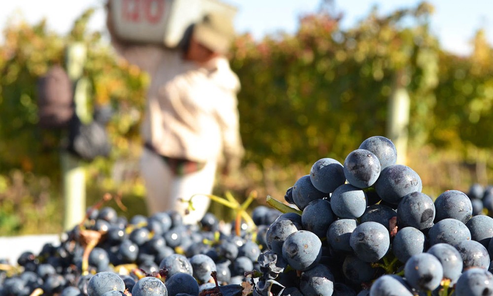 El Gobierno Nacional anunció financiamiento para impulsar el crecimiento del sector vitivinícola