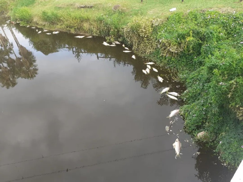 Carmen de Areco: Bromatolgía encontró peces muertos en el río