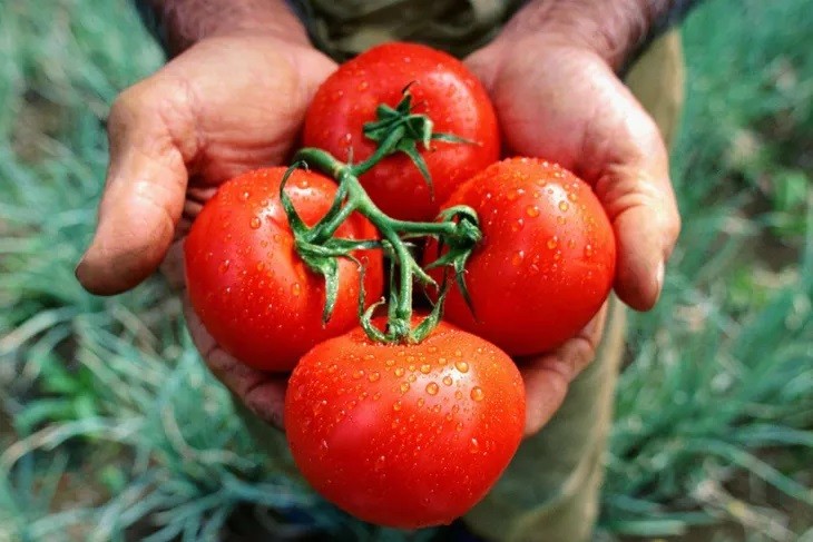 CO.MA.FRU advierte que “el precio mayorista del tomate es de 35 pesos por kilo. Los valores minoristas están sin control”