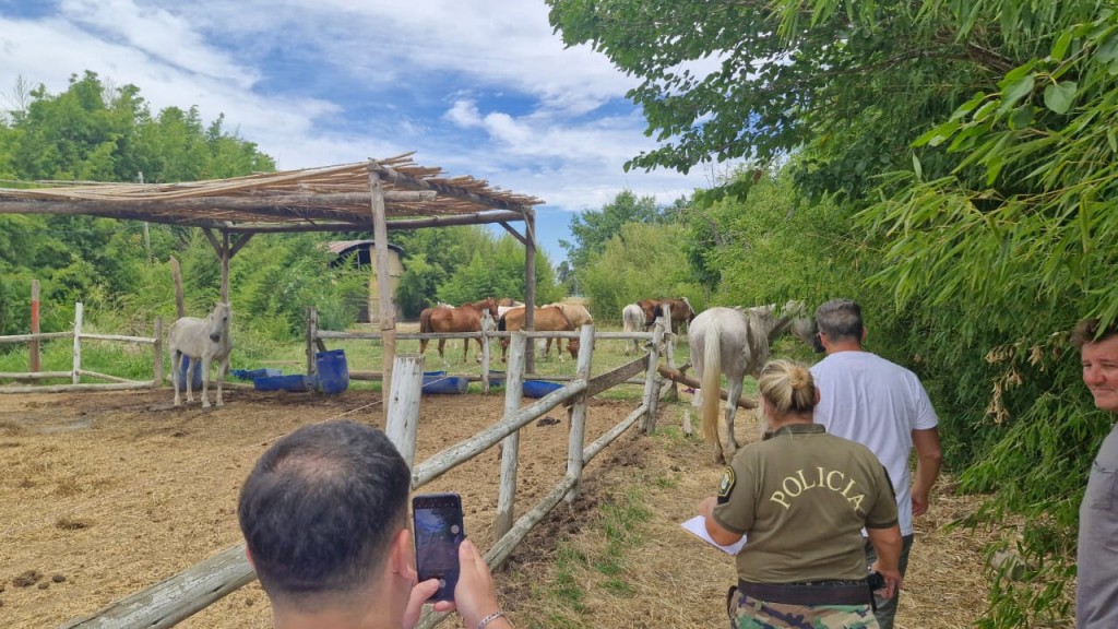 Escobar: La Municipalidad volvió a clausurar el sector hípico del barrio Haras Santa María y rescató a tres caballos