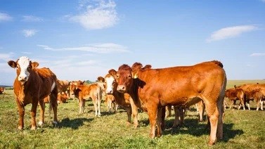 Argentina refuerza sus controles ante el foco de fiebre aftosa en Alemania