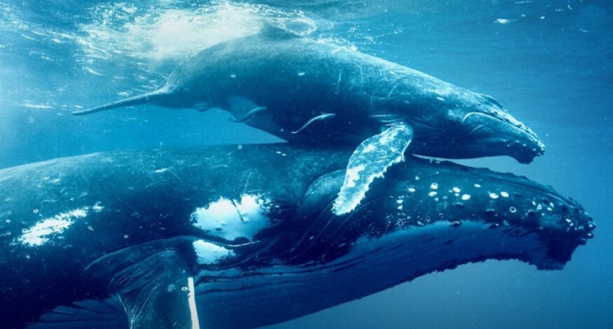 Pinamar: MIRACINE recibe a BLUE FLAG Argentina con una proyección especial