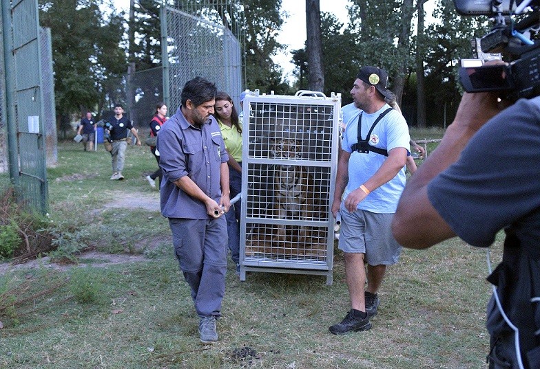 Luján: Comienza el traslado de animales del ex zoológico a santuarios internacionales