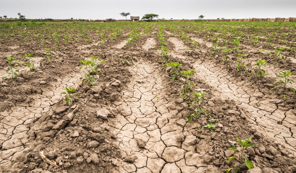 Aníbal Duarte: “Algunos sectores se aprovechan de la sequía para pedir rebaja de impuestos y ayuda económica. Intentan ir sobre los pequeños productores que quiebran, quedándose con sus tierras” 