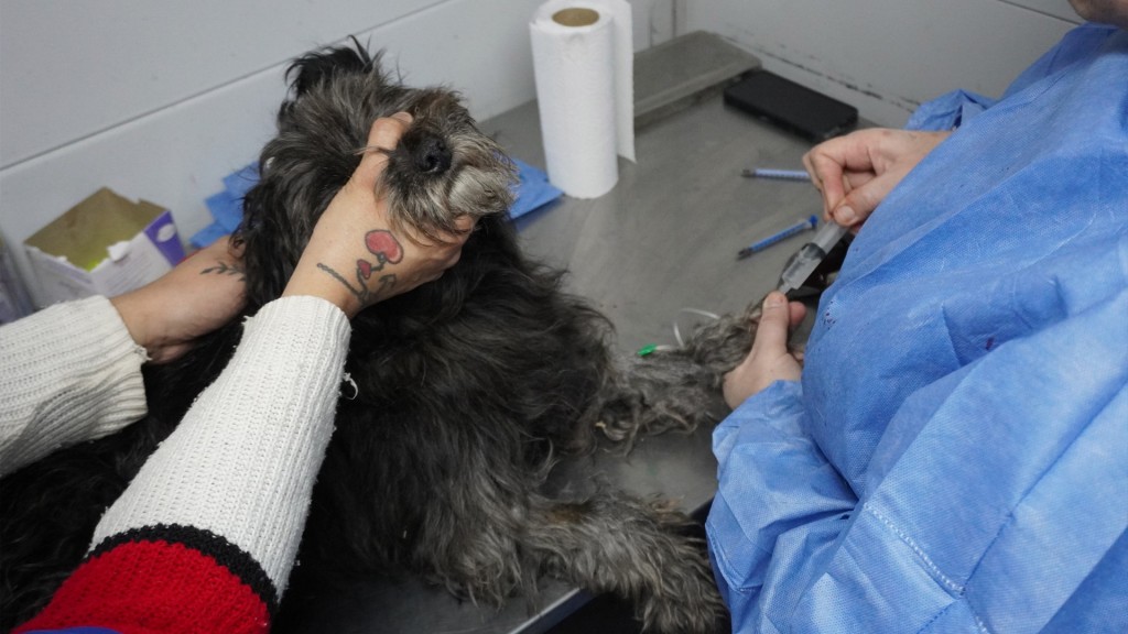 Moreno: Se realizar&aacute;n operativos de castraci&oacute;n y vacunaci&oacute;n antirr&aacute;bica a mascotas 