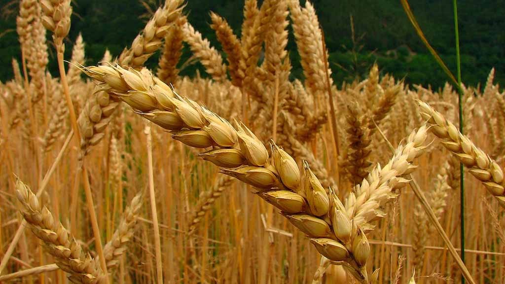 El Gobierno Nacional dio de baja el sistema de Volúmenes de Equilibrio para el trigo y maíz