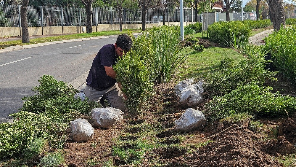 San Nicolás: La Municipalidad realiza plantaciones de nuevos arbustos en los espacios públicos 