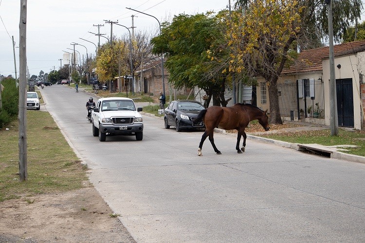 Campana: El Municipio firmó un convenio con una ONG para transferir los caballos secuestrados en la vía pública