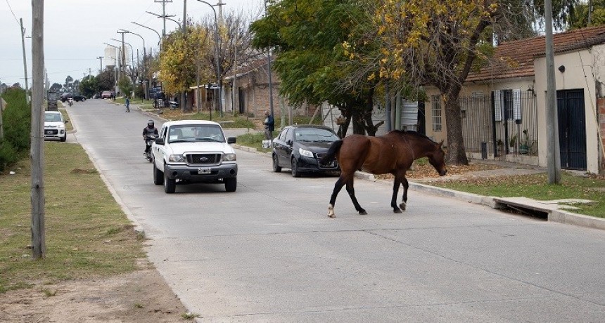 Campana: El Municipio firmó un convenio con una ONG para transferir los caballos secuestrados en la vía pública