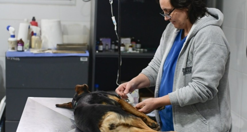 Escobar: Zoonosis celebra nueve años con un hospital totalmente renovado