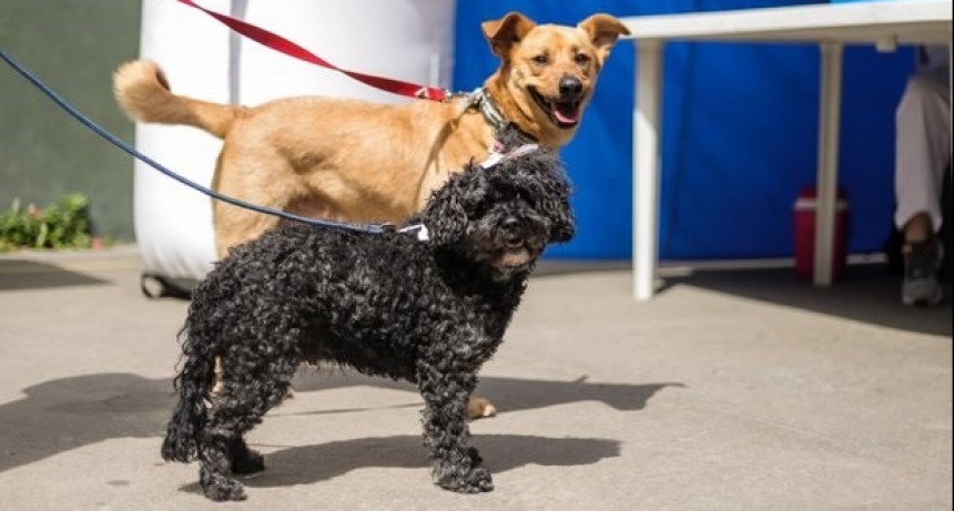 Vicente López: Nueva jornada de castración para perros y gatos en Munro