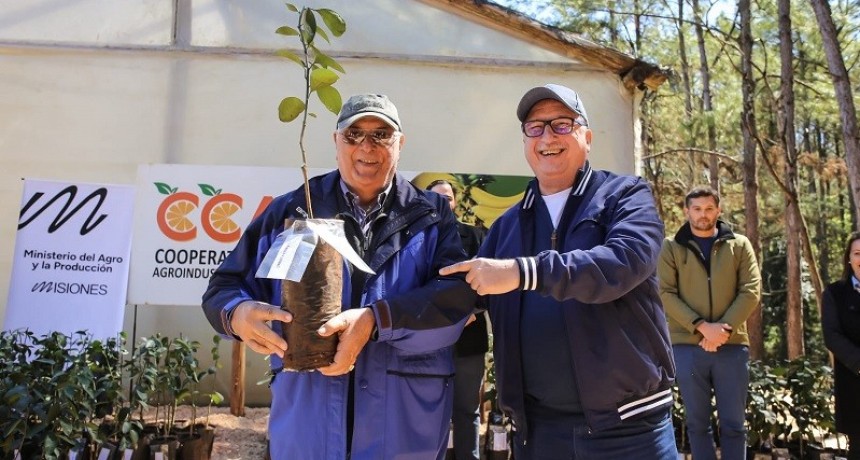 Misiones: Passalacqua encabezó la entrega de más de 35.000 plantines a productores 