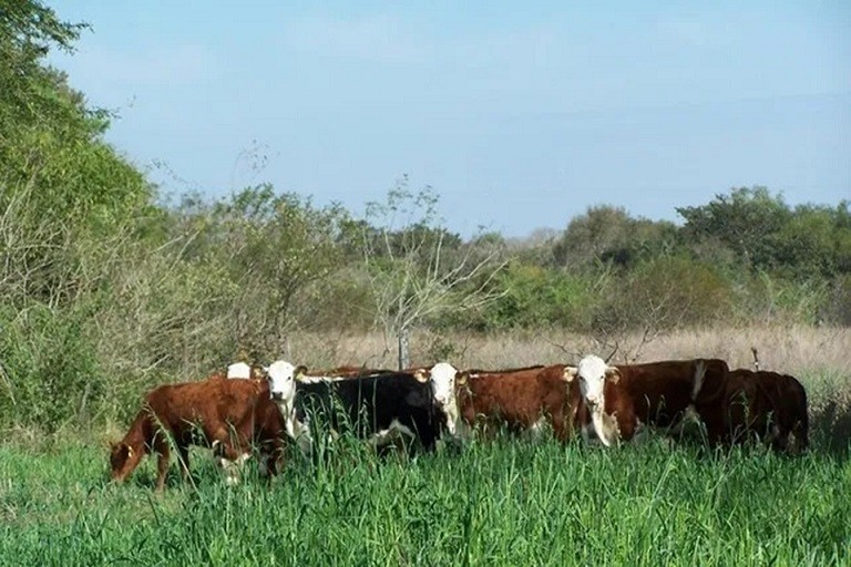 Entre R&iacute;os: El Gobierno Provincial de recuper&oacute; 124.000 hect&aacute;reas de tierras fiscales y gener&oacute; nuevos ingresos 