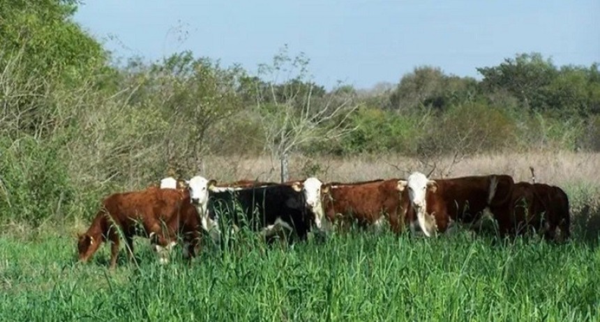 Entre R&iacute;os: El Gobierno Provincial de recuper&oacute; 124.000 hect&aacute;reas de tierras fiscales y gener&oacute; nuevos ingresos 