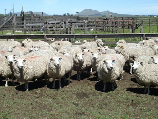 La faena ovina creció 54% en la provincia de Buenos Aires