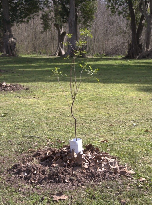 Luj&aacute;n: El Municipio ampl&iacute;a la forestaci&oacute;n de plantas nativas con la llegada de la primavera  
