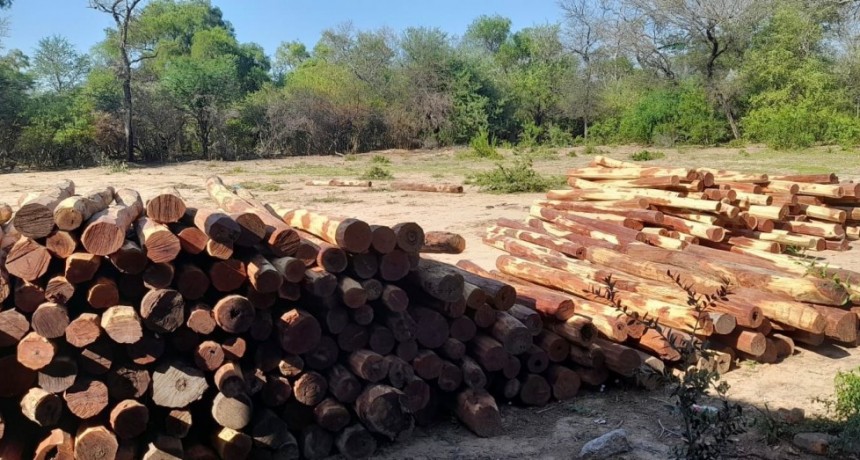 Chaco: La Provincia secuestró 350 postes de quebracho colorado 