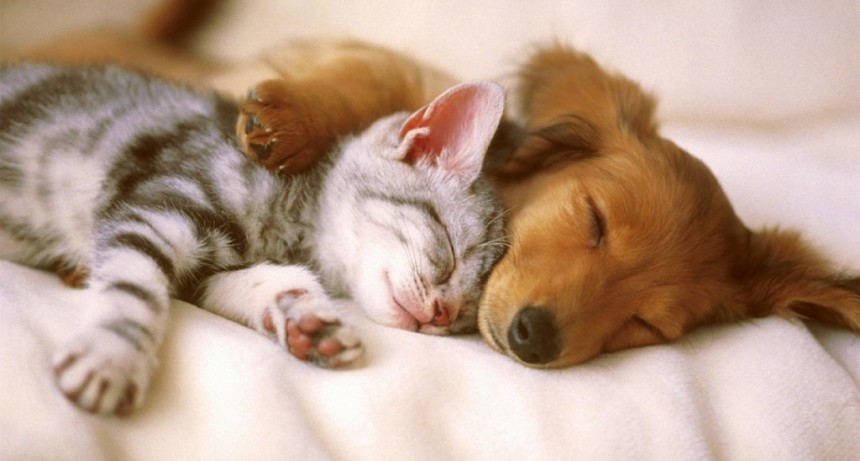 Lincoln: Se realizó una jornada de capacitación sobre “Protocolos de estimación de población canina y felina”