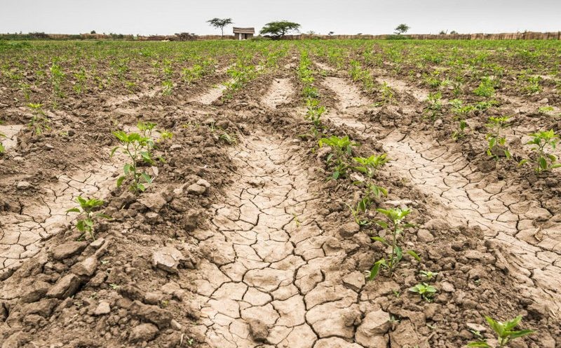 Nación recomendó declarar el estado de emergencia agropecuaria por sequía para 13 municipios bonaerenses