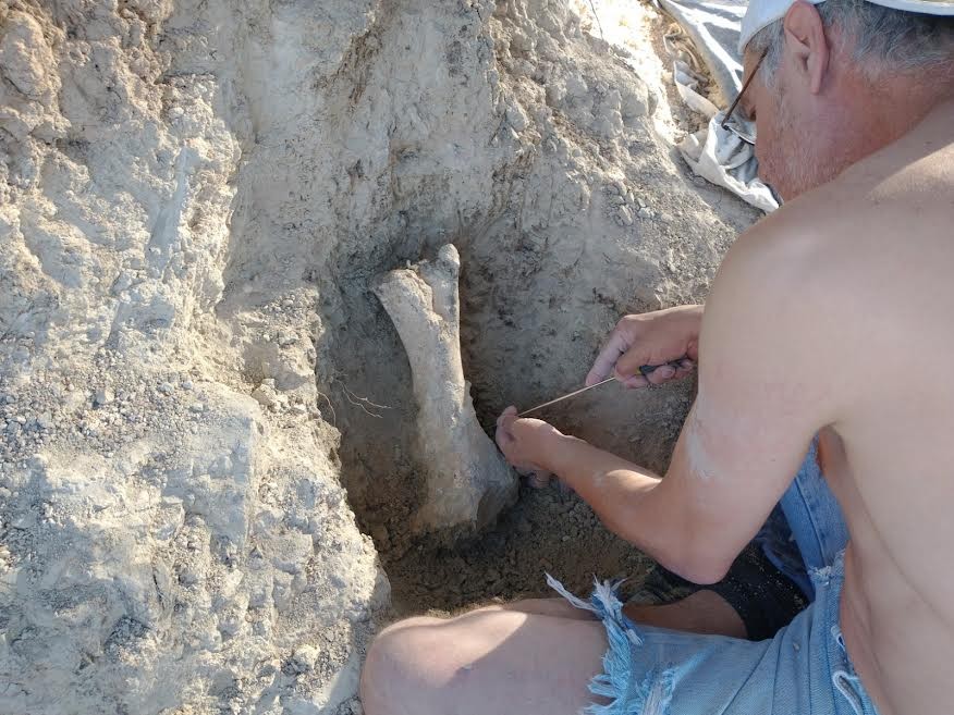 Descubren fósiles de tres mamíferos gigantes que habitaron Buenos Aires hace más de 200.000 años 