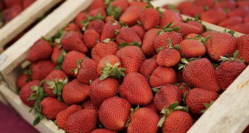 La Plata: Con entrada gratuita, llega la primera Fiesta de la Frutilla al playón de Meridiano V 